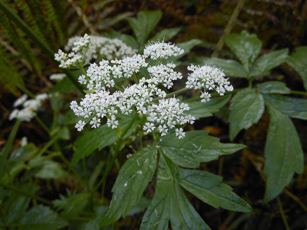 Image de Ostericum sieboldii (Miq.) Nakai