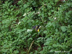 Image of hill jezebel