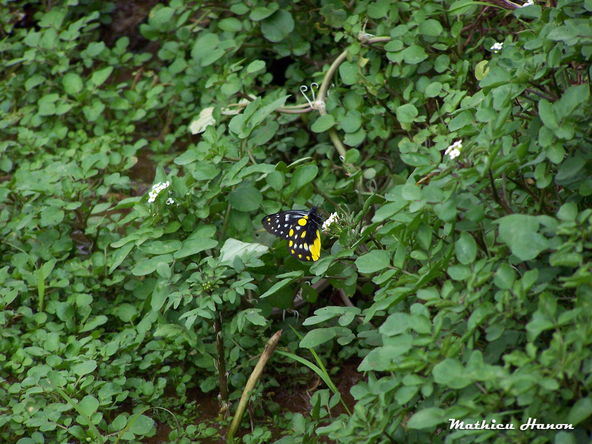 Image of hill jezebel