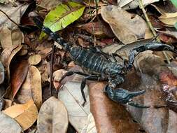 Image of Asian Forest Scorpion