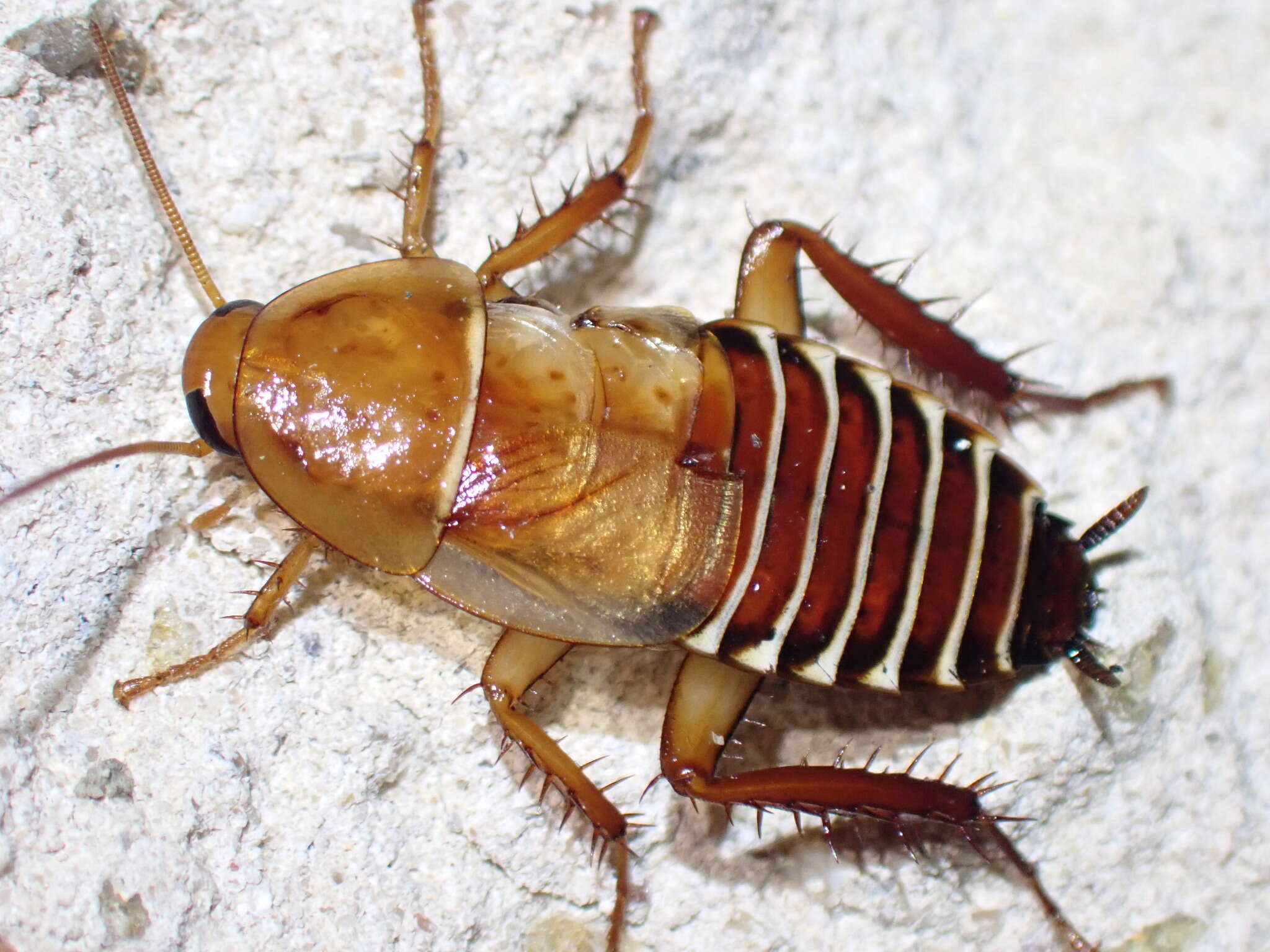 Temnopteryx phalerata (Saussure 1864) resmi