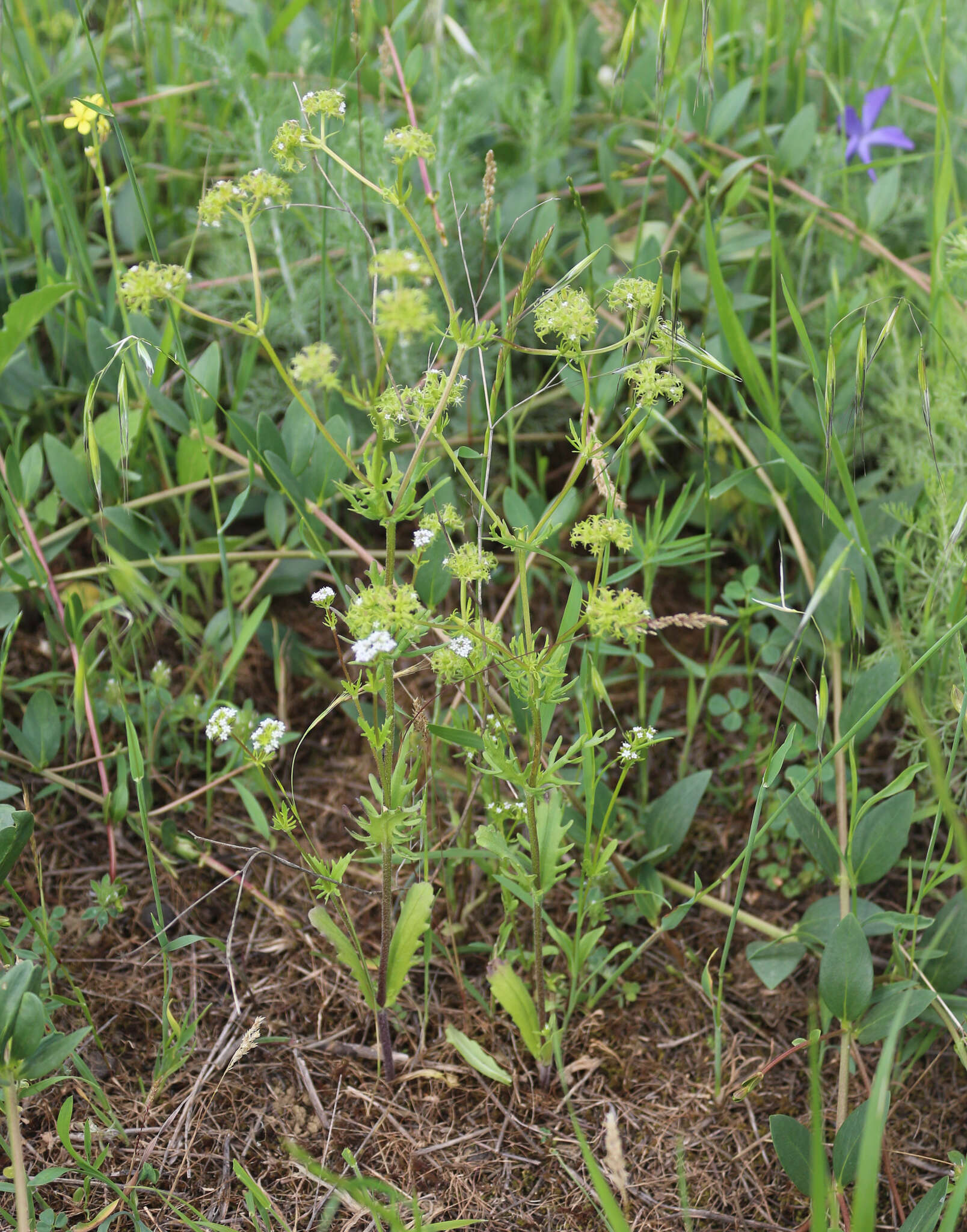 Image of Valerianella uncinata (Bieb.) Dufresne