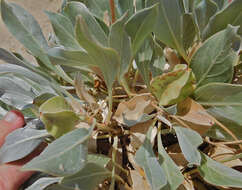 Imagem de Oenothera macrocarpa subsp. incana (A. Gray) W. L. Wagner