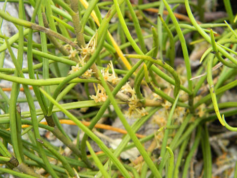 Image of Tridactyle tridentata (Harv.) Schltr.