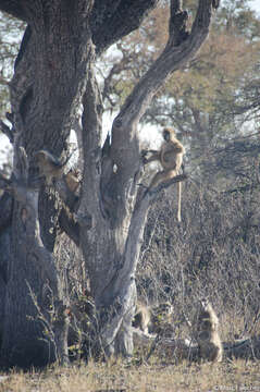 Image of Chacma Baboon