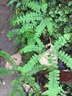 Image of Adiantum patens Willd.