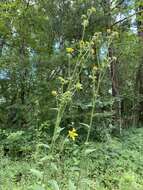 Image de Silphium mohrii Small