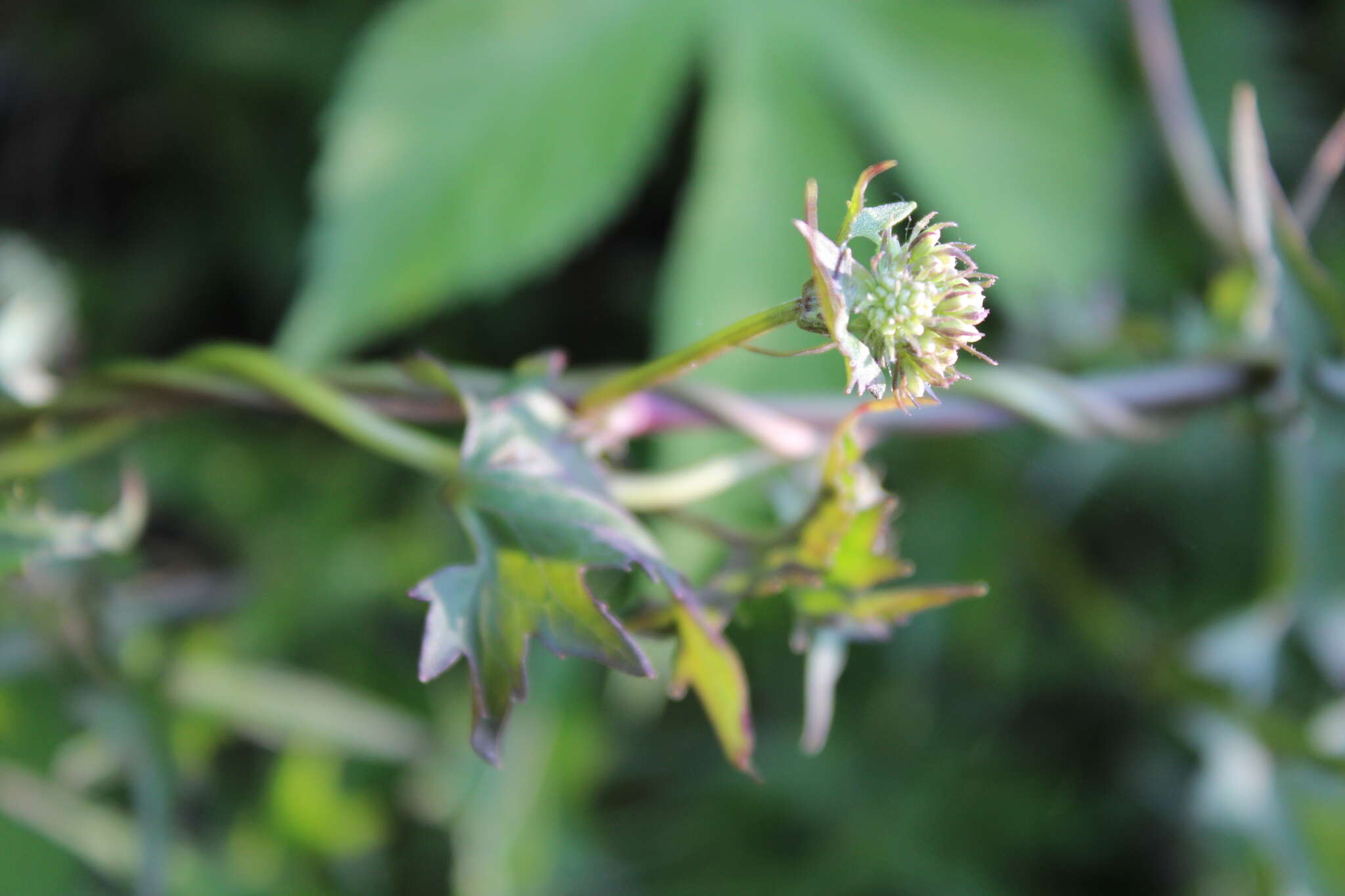 Mikania periplocifolia Hook. & Arn. resmi