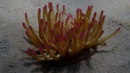 Image of Golden anemone