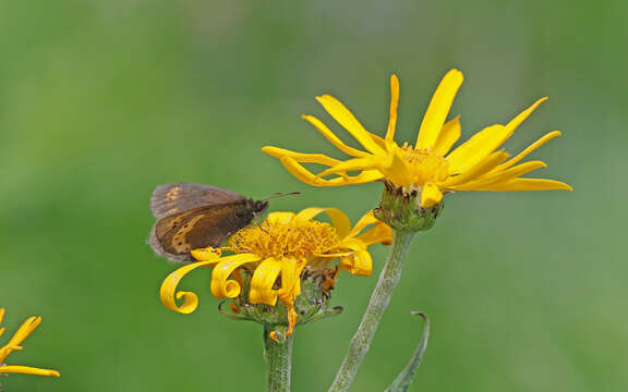 Image of Yellow-banded Ringlet