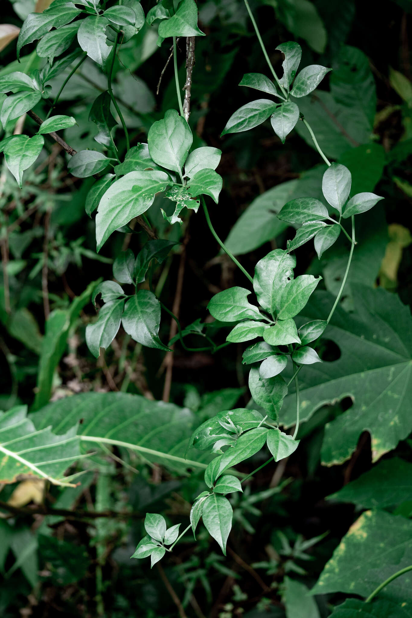 Image of Neoalsomitra clavigera (Wall.) Hutch.