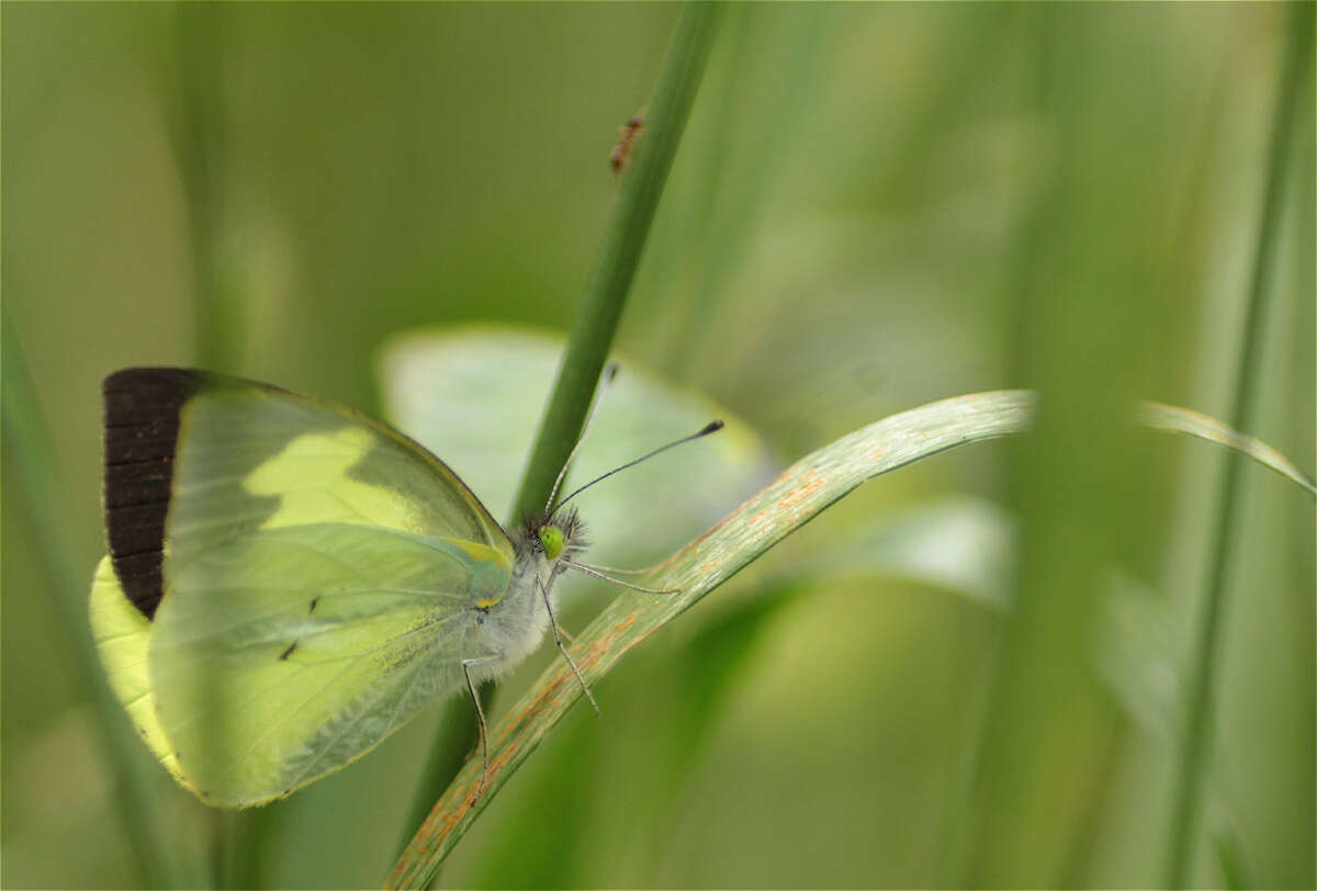 Plancia ëd Leptophobia eleone (Doubleday 1847)