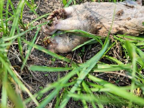 Image of Baird's Pocket Gopher