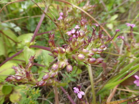 Image of Fedia graciliflora Fischer & Meyer