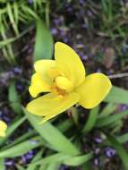 Image of Spathoglottis gracilis Rolfe ex Hook. fil.