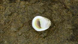 Image of polished nerite