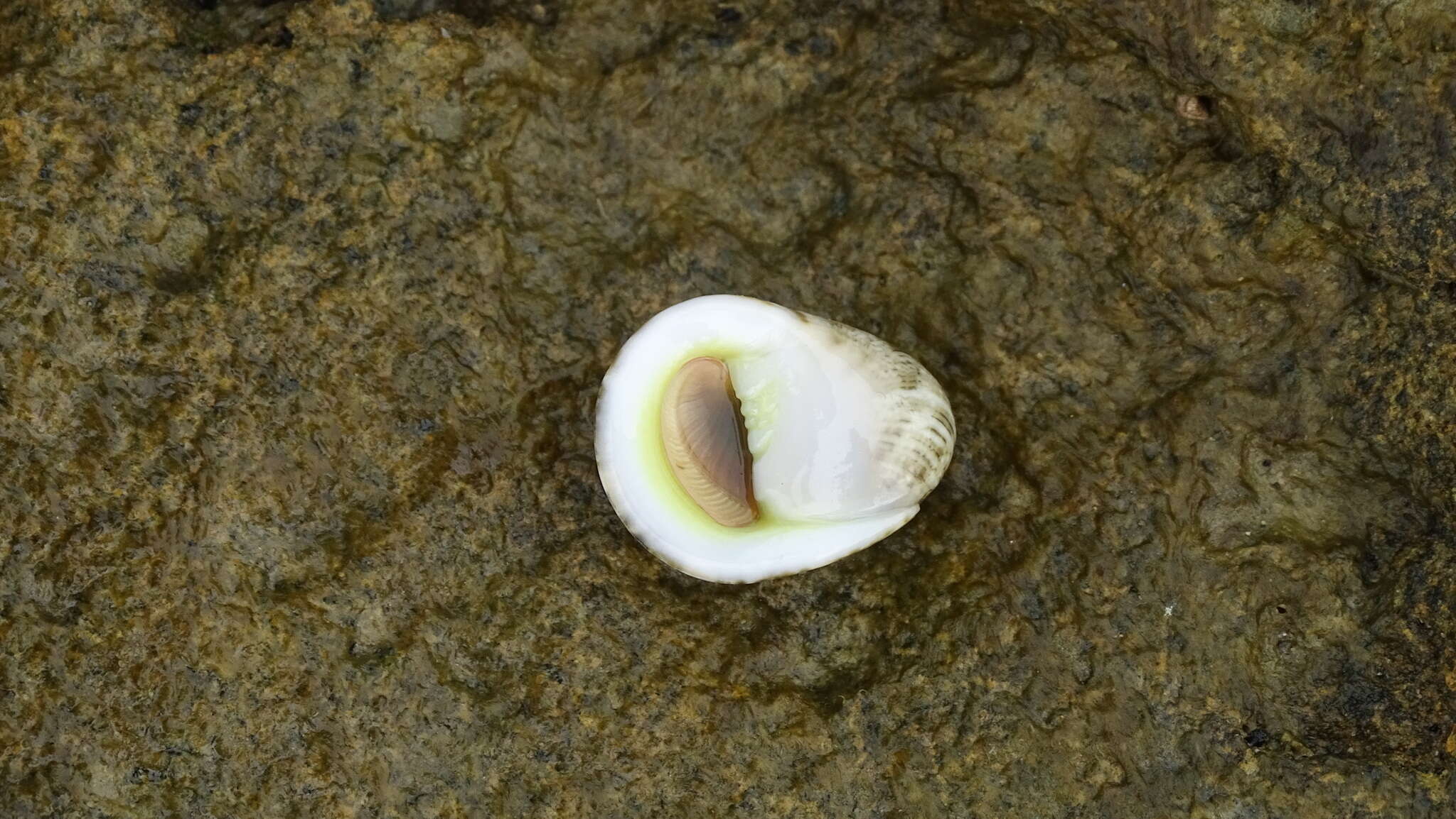 Image of polished nerite