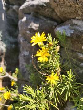 Arrowsmithia tenuifolia (M. D. Hend.) N. G. Bergh resmi