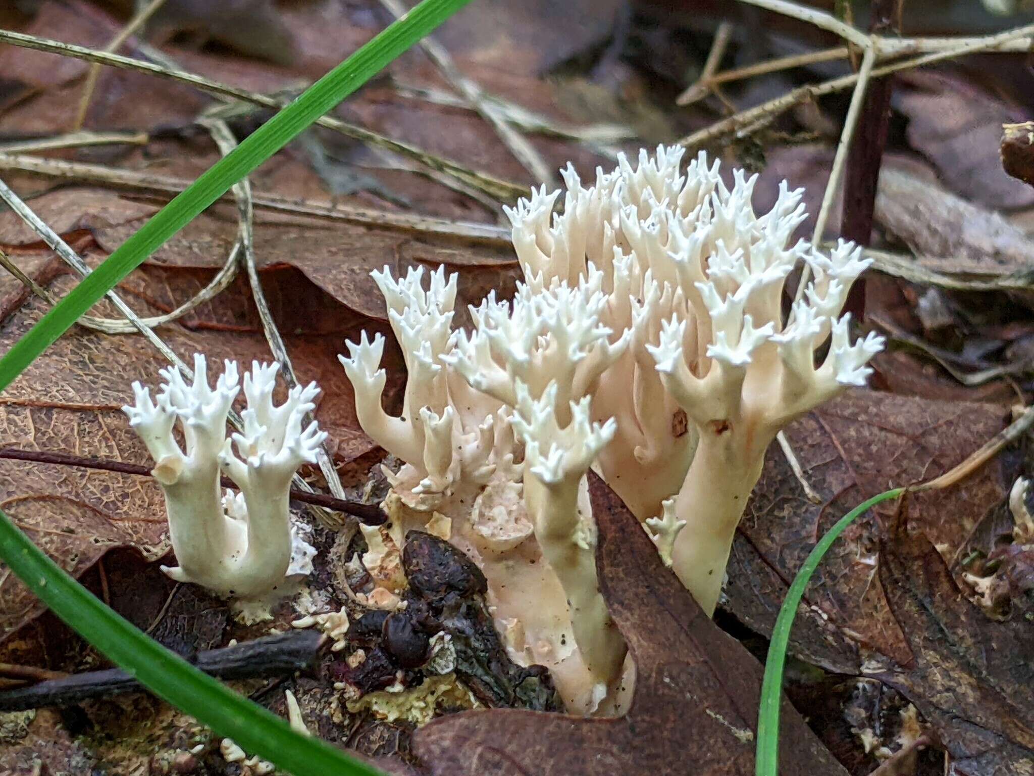 Image of Lentaria micheneri (Berk. & M. A. Curtis) Corner 1950