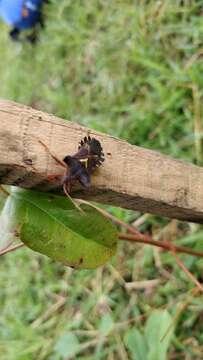 Image de Mozena guanacastela Brailovsky 1999