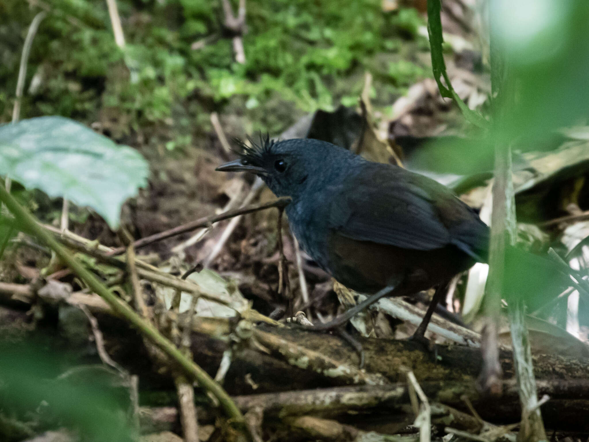 Image of Bristlefronts