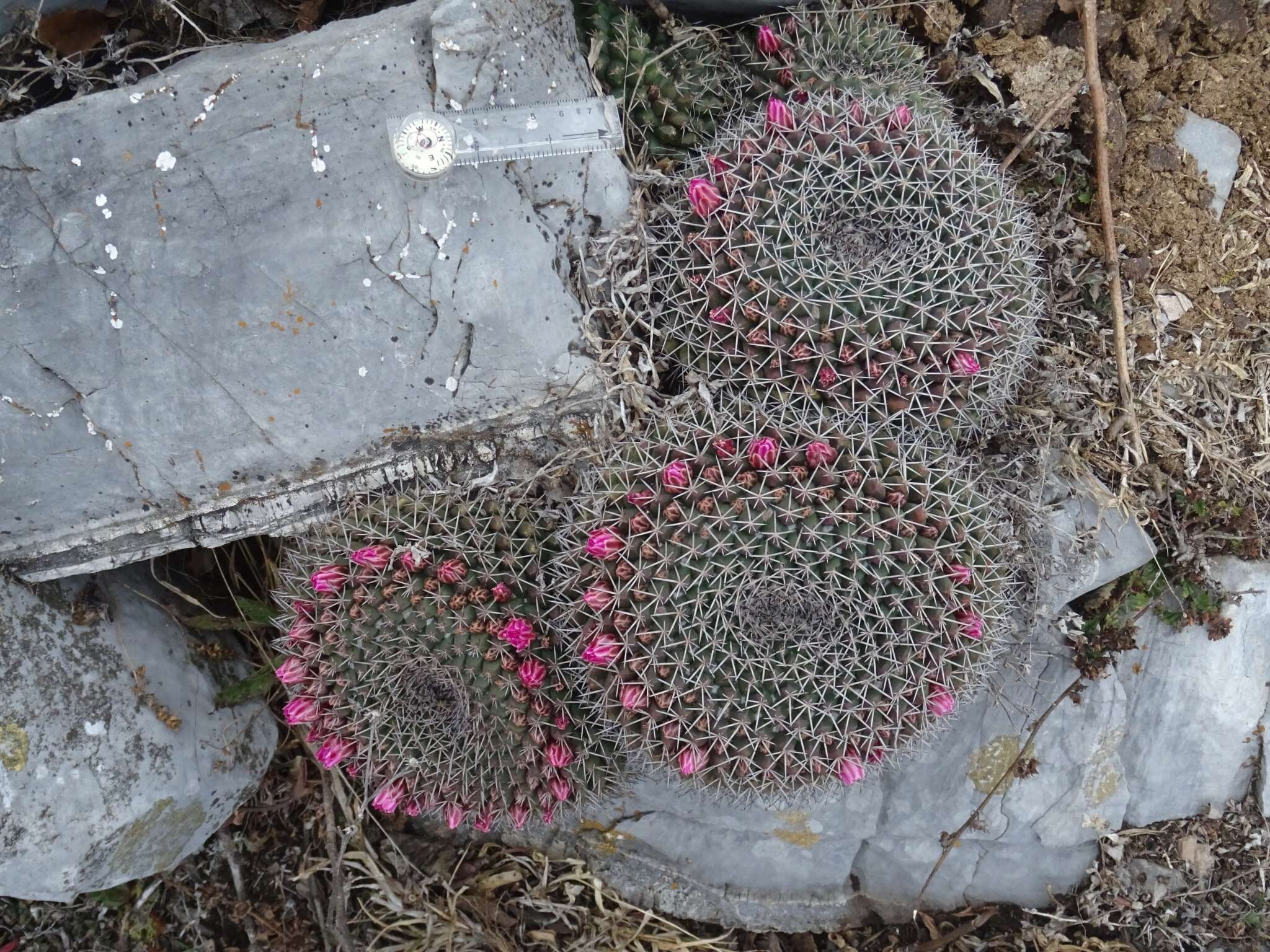 Image of Mammillaria melanocentra Poselg.