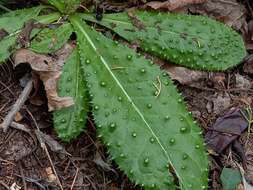 Image of Helminthotheca comosa subsp. lusitanica (Welw. ex Schltdl.) A. R. Pinto da Silva & A. C. S. Escudeiro