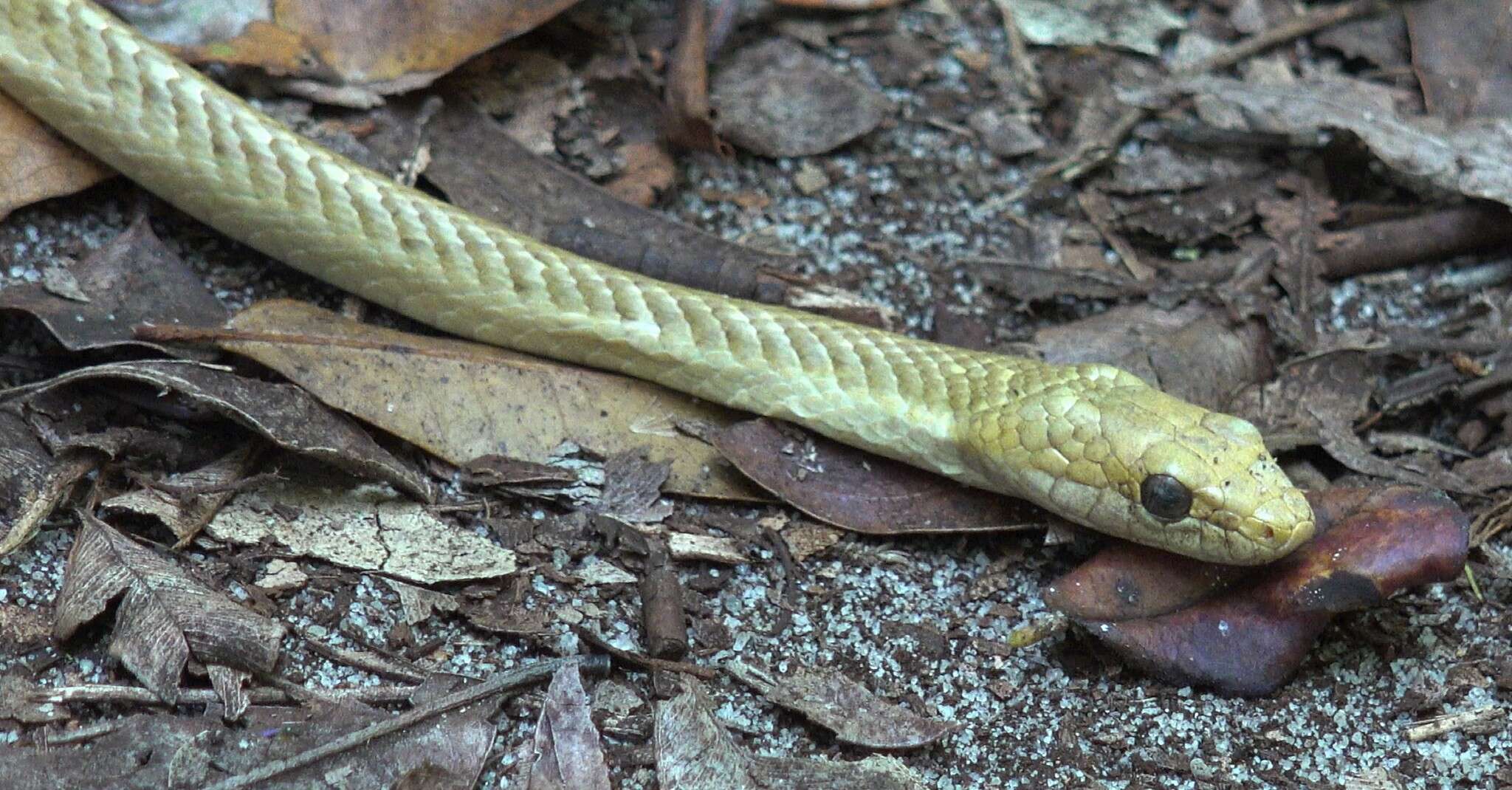 Image of Ithycyphus perineti Domergue 1986