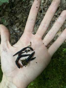 Image of Xylaria cornu-damae (Schwein.) Berk. 1873