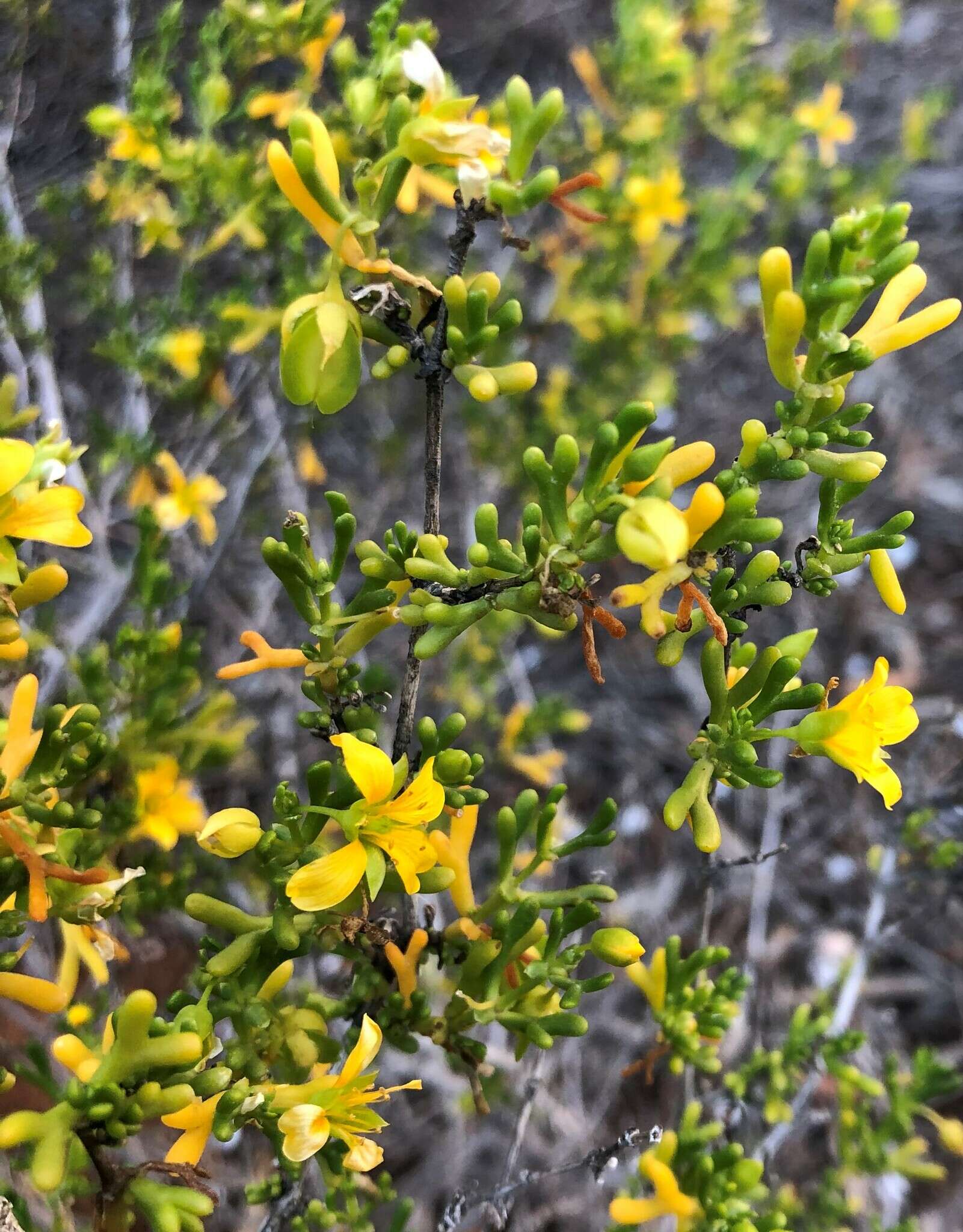 Image of Roepera aurantiaca Lindl.