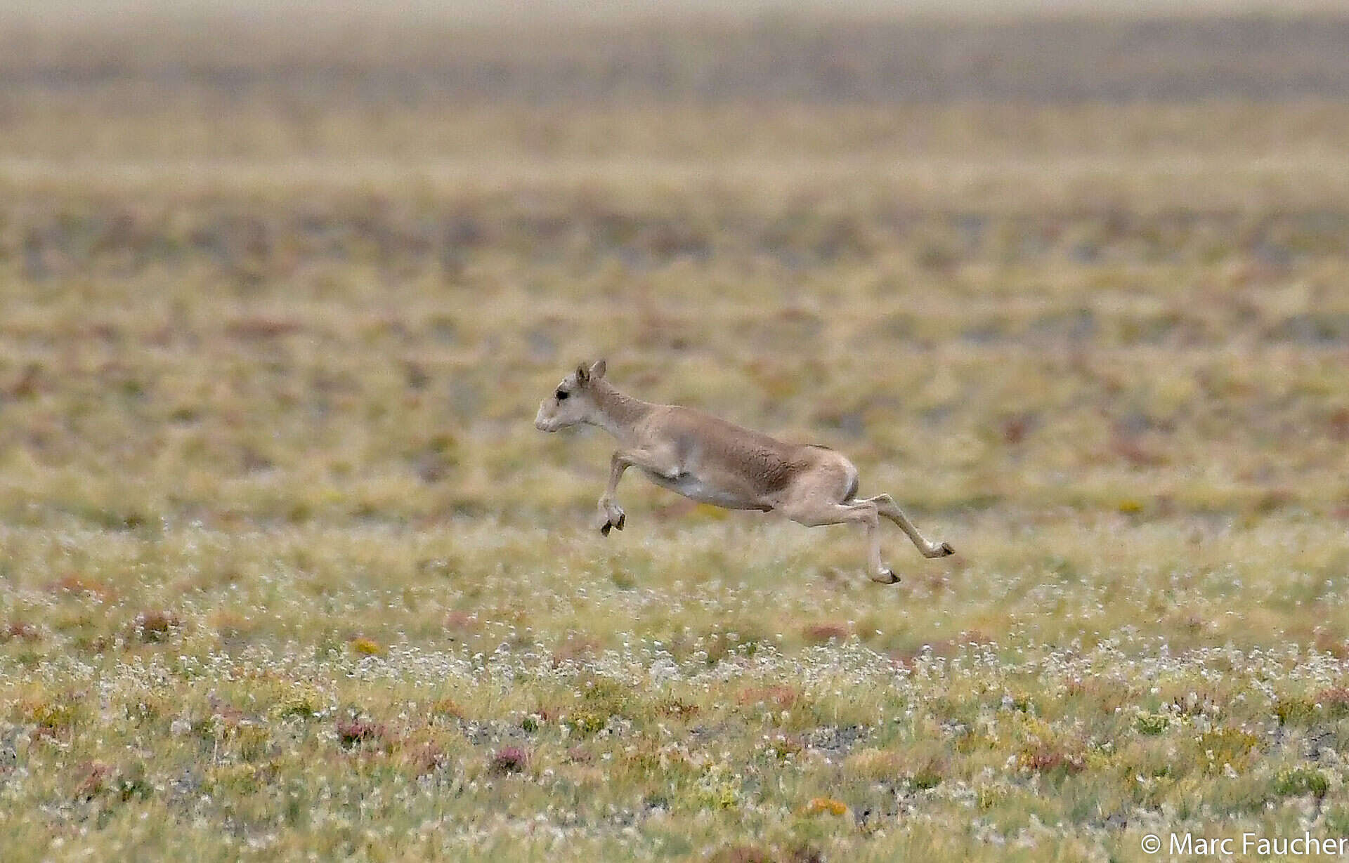 Sivun Saiga borealis (Tschersky 1876) kuva