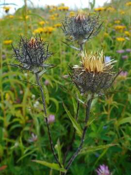 Imagem de Carlina biebersteinii var. fennica H. Meusel & A. Kästner