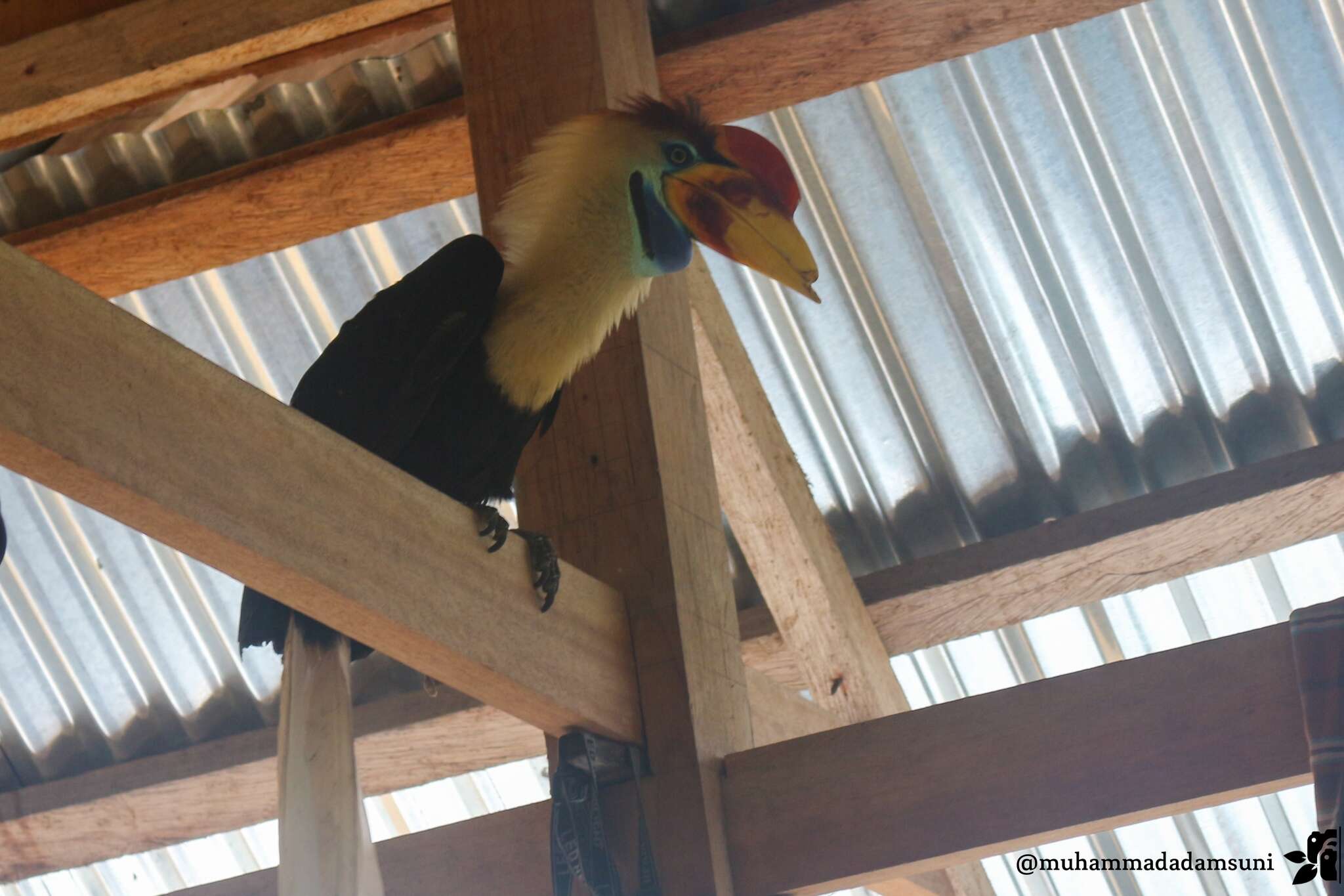 Image of Knobbed Hornbill