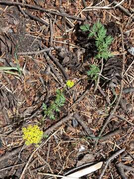 Image of alpine false springparsley