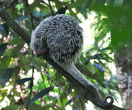 Image of Brazilian Porcupine