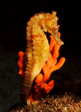 Image of Great Seahorse