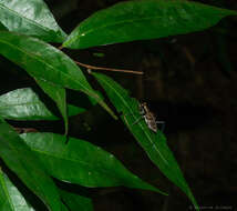 Image of Cicindela (Hipparidium) interrupta Fabricius 1775