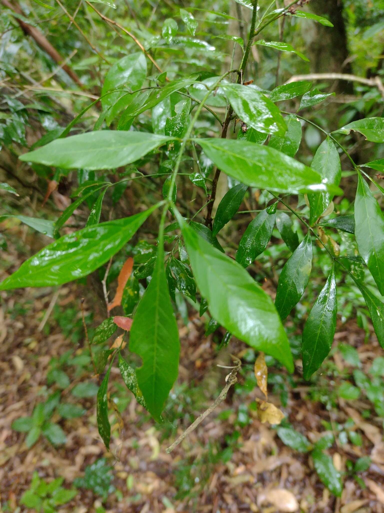 Image of Trichilia elegans A. Juss.