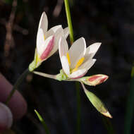 Image of Geissorhiza imbricata subsp. imbricata