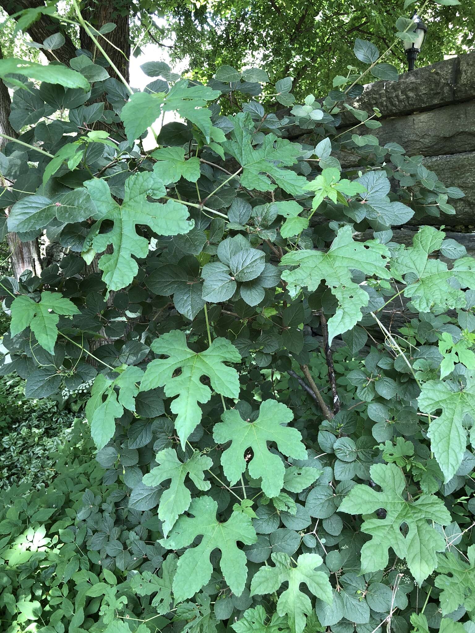 Sivun Ampelopsis heterophylla var. vestita Rehd. kuva