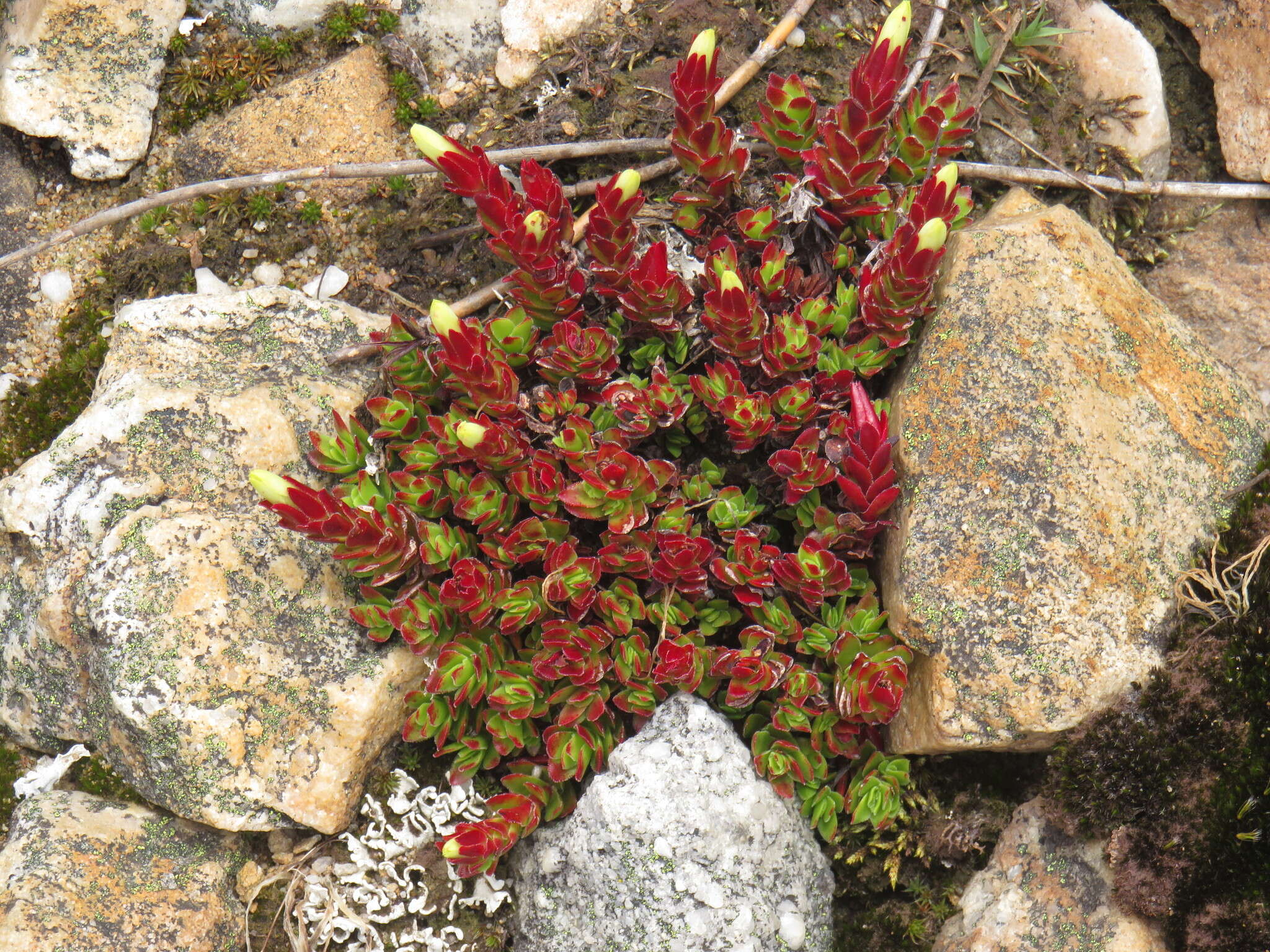 Image of Crassula obtusa Haw.