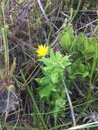 Image of Osteospermum ilicifolium L.