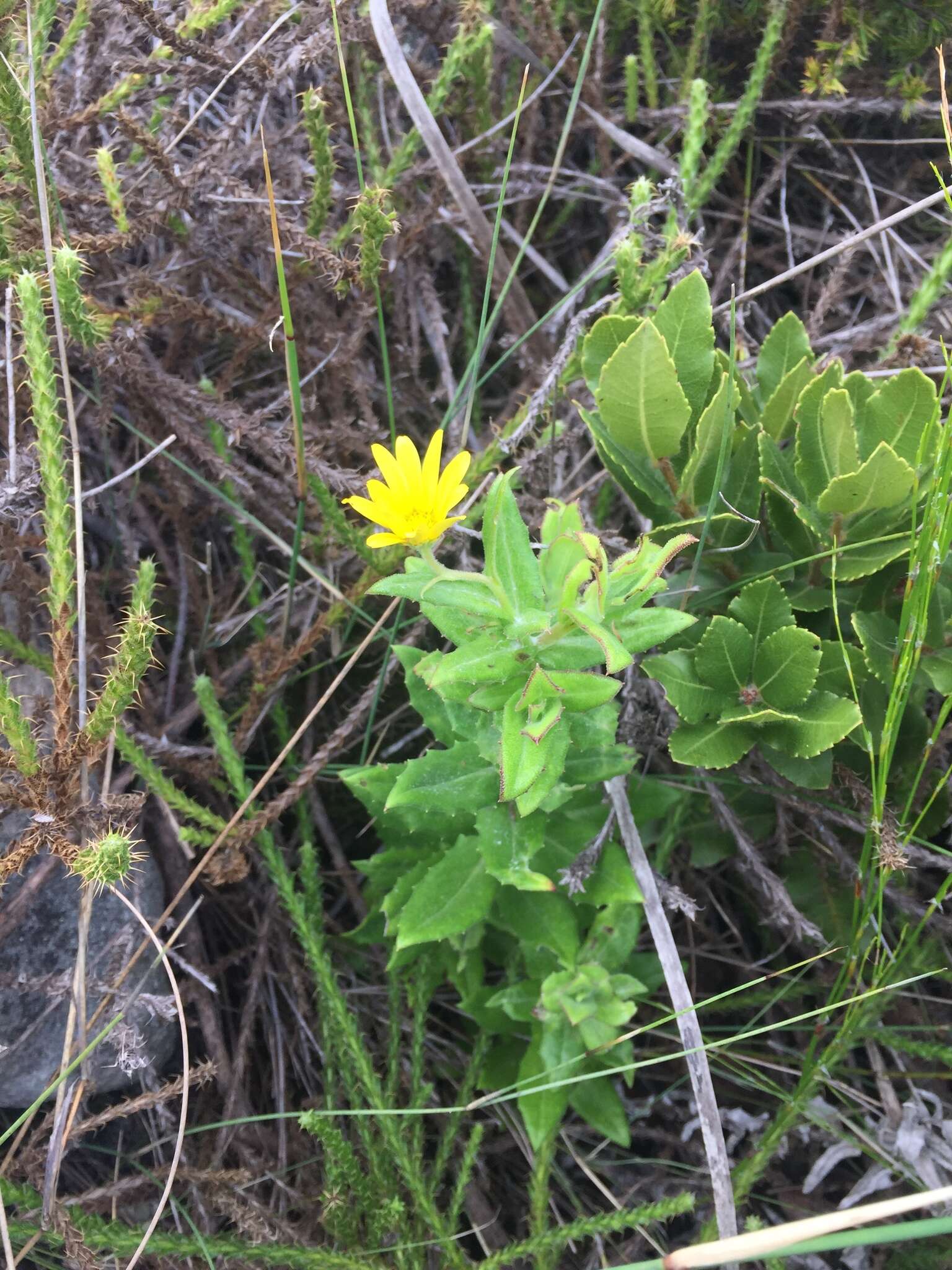 Image of Osteospermum ilicifolium L.