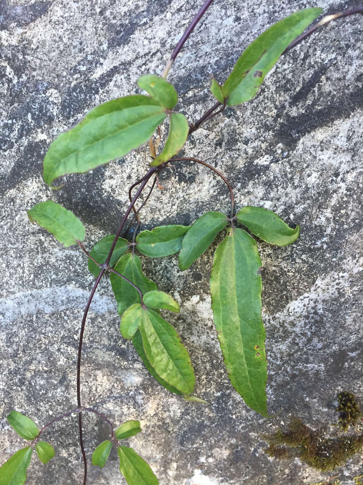 صورة Clematis morii Hayata