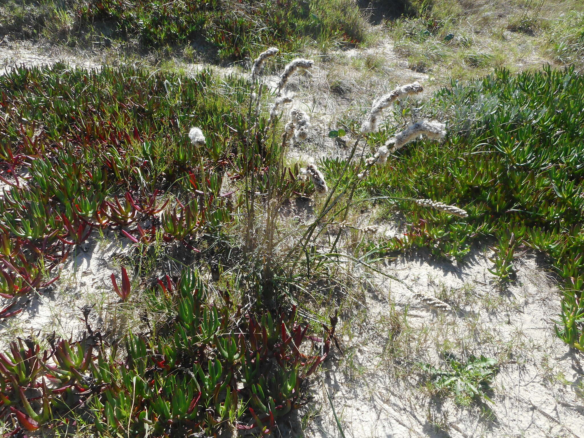 Image de Pterocaulon lorentzii Malme