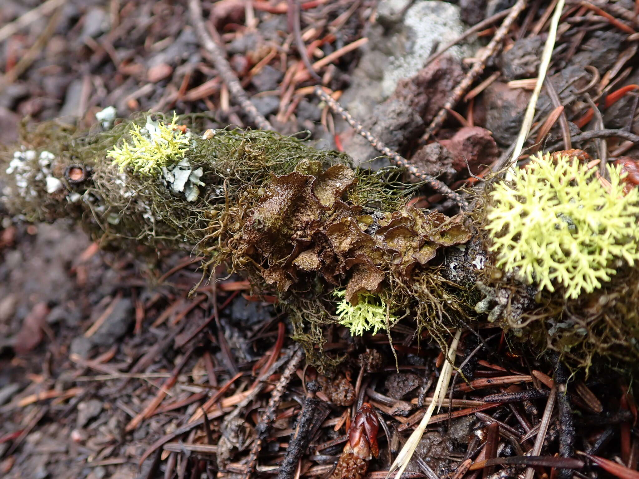 Image of <i>Tuckermanopsis platyphylla</i>