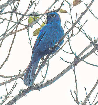 Image of Unicolored Jay