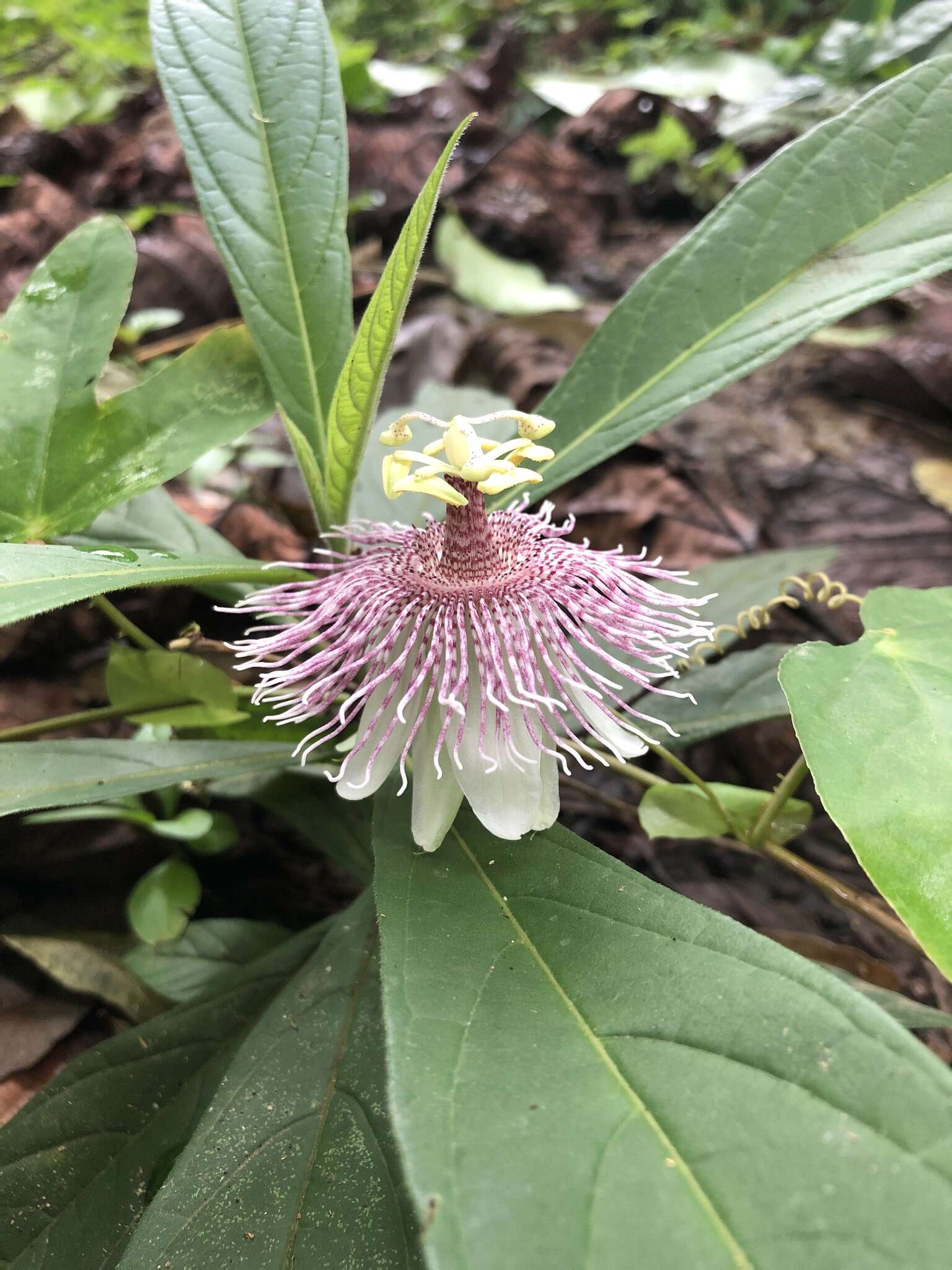 Imagem de Passiflora sprucei Mast.