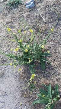 Image of wavyleaf mullein