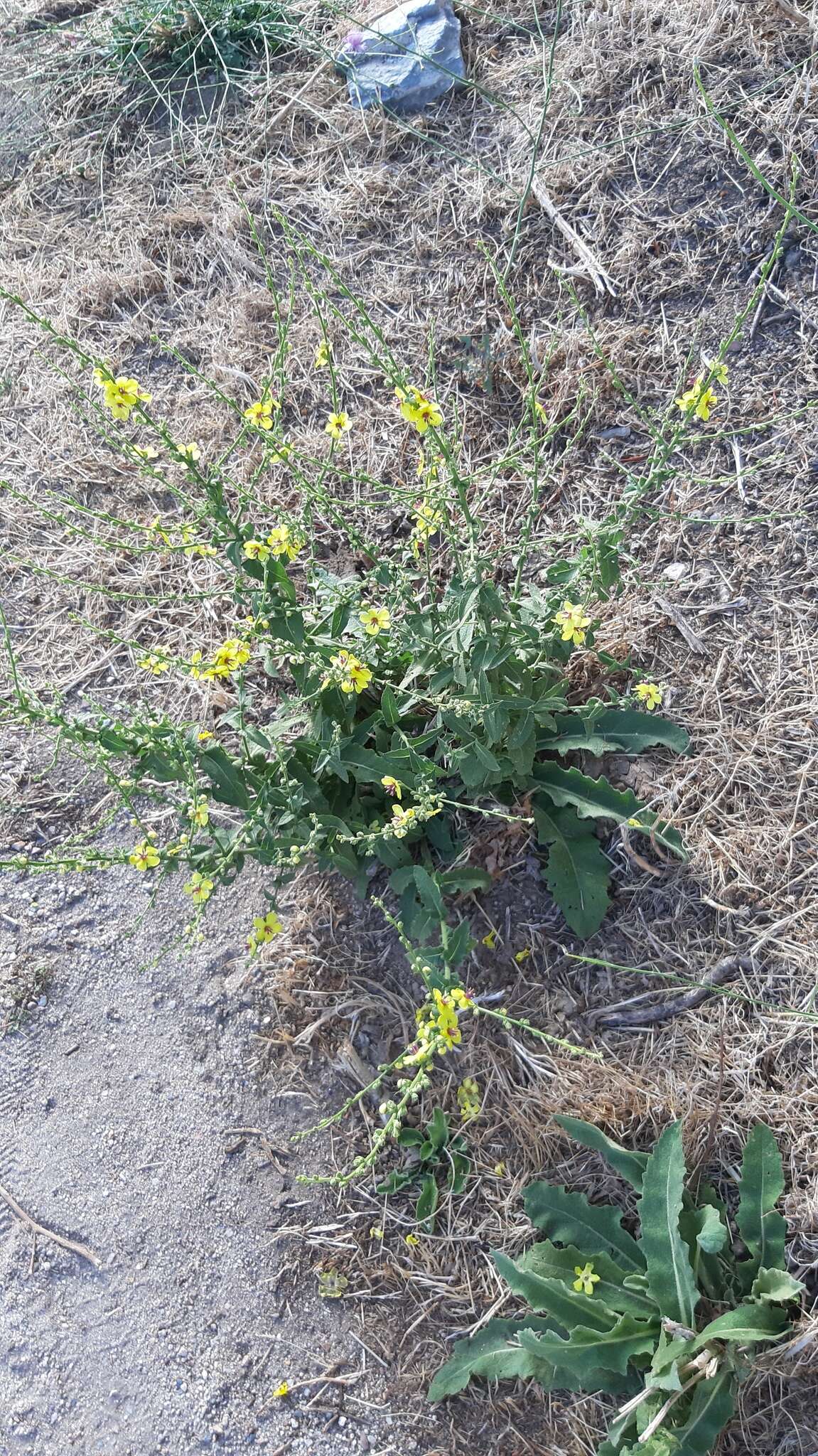 Sivun Verbascum sinuatum L. kuva